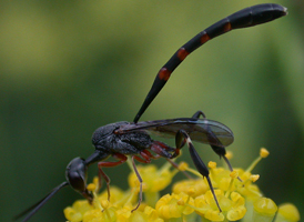 Gasteruption assectator